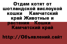 Отдам котят от шотландской вислоухой кошки. - Камчатский край Животные и растения » Кошки   . Камчатский край